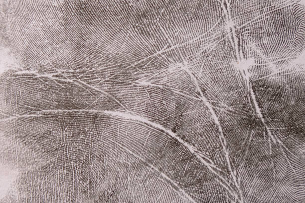 Palm print made with fingerprint ink, background, close-up, forensic examination