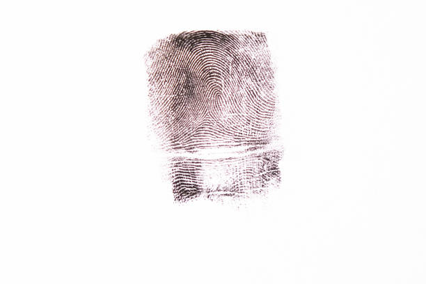 Macro fingerprint. Human finger at high magnification