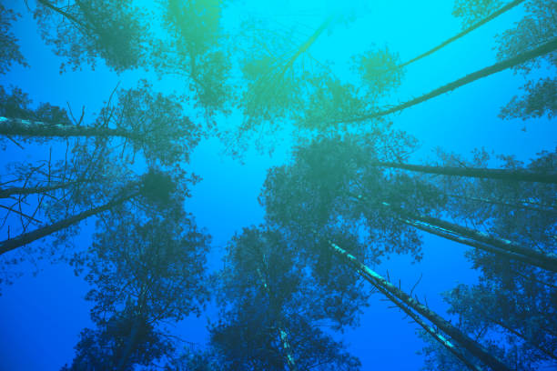 Vintage frame from trees at sunset in spring. Pine forest in the evening. Perspective view. Pine trees against the purple sky. Blue toning