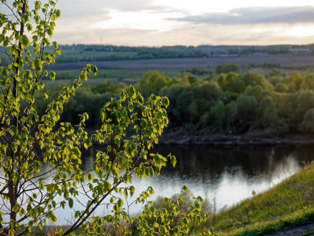 Trees on the riverbank in the evening, Russia