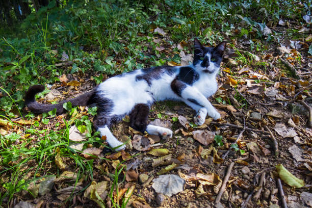 Black and white cat in nature