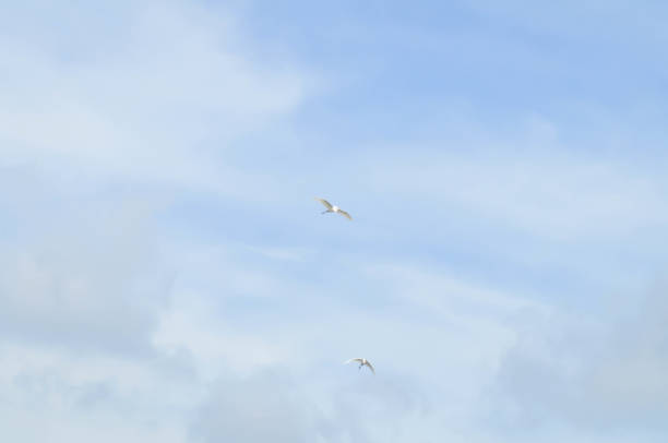 sky background or white cloud and blue sky or bird and sky background