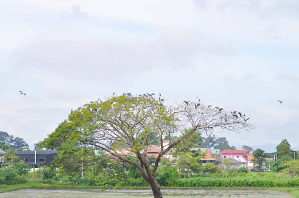 Rain tree or Samanea saman, LEGUMINOSAE MIMOSOIDEAE in the field or tree and paddy field or rice field