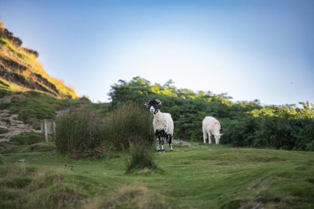 A lone sheep stands on a sunlit hillside in the Lake District, framed by green ferns and blue skies, capturing the tranquil beauty of the region's rugged landscape. Another sheep grazes peacefully in the background.