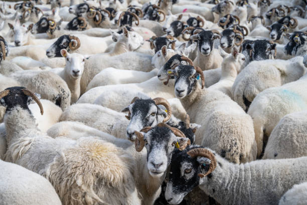 istock Gathering of the Herd 2171918479