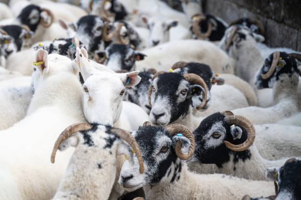 istock Herd of Herdwick Sheep 2171918619