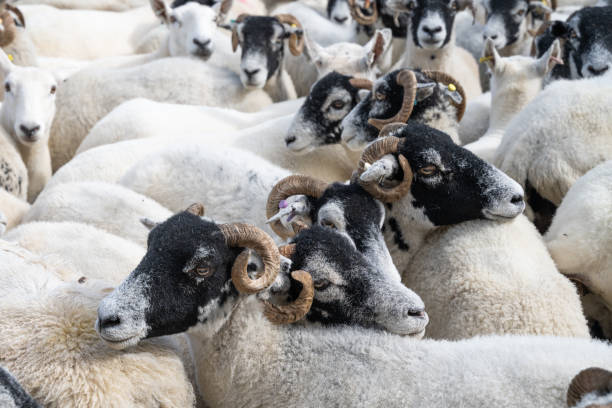 istock Herd of Horned Sheep 2171918675