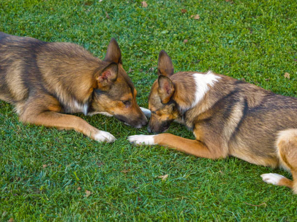 istock CLOSE UP: Cute mixed breed brown dogs lying close together on a grass surface 2171922848