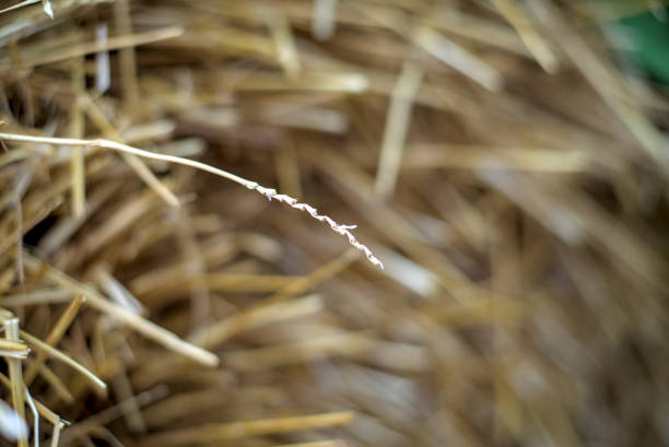 View of the wisps of straw blurred background