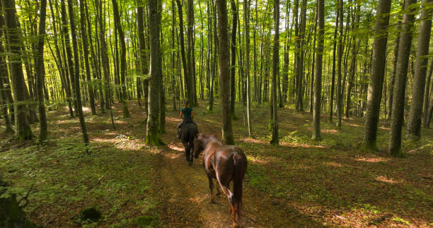 istock AERIAL: Female horseback rider navigating a peaceful trail through dense forest 2171922990