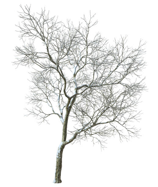 istock Single large trees snow covered winter forest cutout white backgrounds 3d render 2171923497