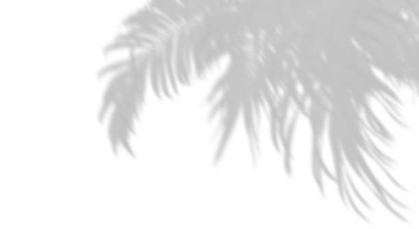istock Shadow palm leaves blow movement on white backgrounds 3d render 2171923501