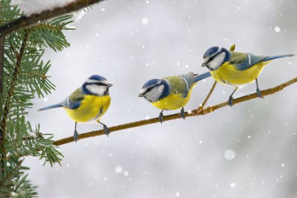 istock Winter scenery with blue tit birds sitting on the snowy branch (Cyanistes caeruleus) 2171925401