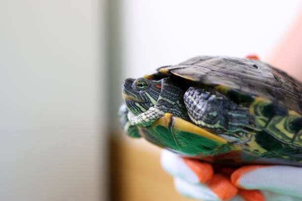 istock People care for and play with a pet red-eared turtle. 2171926372