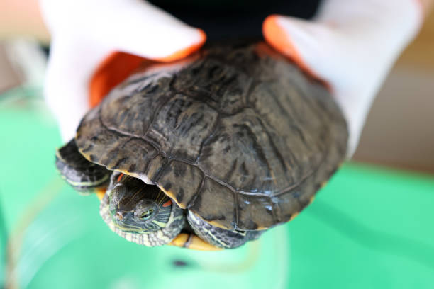 istock People care for and play with a pet red-eared turtle. 2171926689
