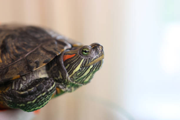 istock People care for and play with a pet red-eared turtle. 2171926708