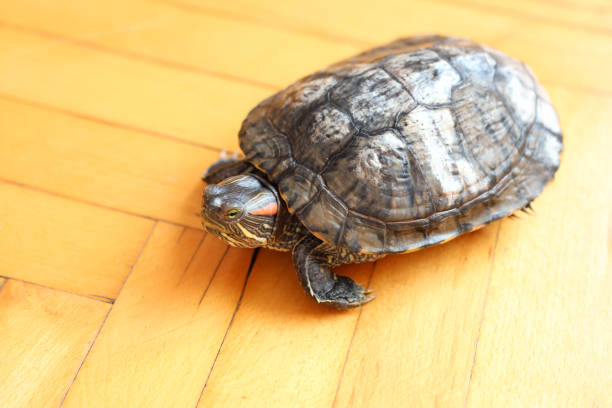 istock People care for and play with a pet red-eared turtle. 2171927585