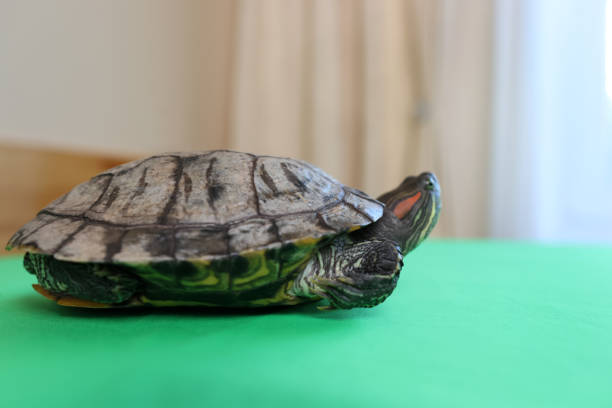 istock People care for and play with a pet red-eared turtle. 2171927818