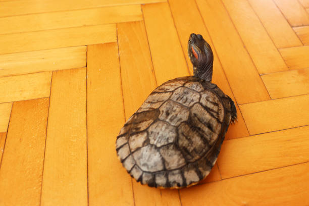istock People care for and play with a pet red-eared turtle. 2171927819