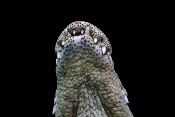 Nile crocodile head with open snout jaws on rocky background a profile view