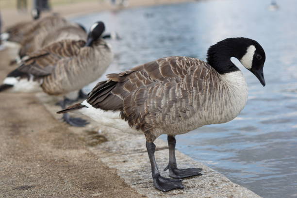 A group of Canada Geese standing by the water’s edge, with one goose in the foreground and several others in the background.