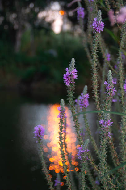 Purple loosestrife wildflower with Yarkon river on the background during sunset. Yarkon Park, Tel Aviv, Israel.