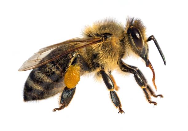 istock bee or honeybee in Latin Apis Mellifera on white 2171933831