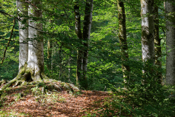 istock Trail in a Forest in Slovenia 2171943576