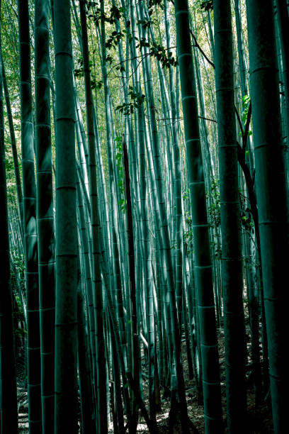 Bamboo forrest