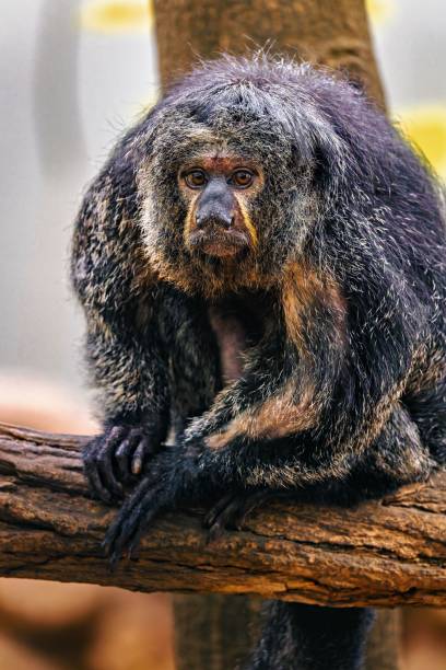 istock Close-up of a saki monkey perched on a tree branch 2171946870