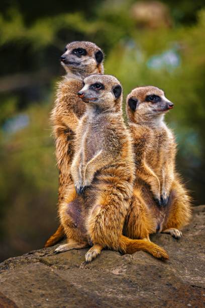 istock Three meerkats standing on a rock in a natural setting. 2171946873