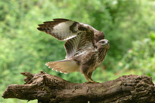 istock Eurasian buzzard in the wood 2171947875