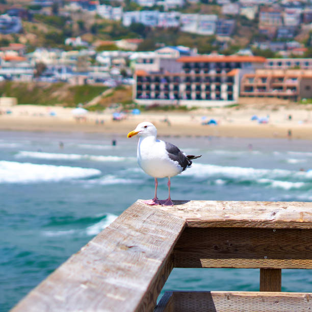 istock Seagull on Pier at Pismo Beach 2171948500