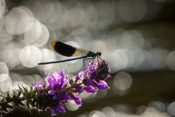 A dragonfly is an insect belonging to the order Odonata, infraorder Anisoptera. Adult dragonflies are characterized by large, multifaceted eyes, two pairs of strong, transparent wings, sometimes with coloured patches, and an elongated body.