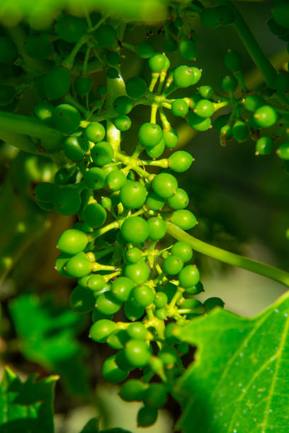 Bunch of grapes on a vine in a vineyard in Emilia-Romagna, Italy