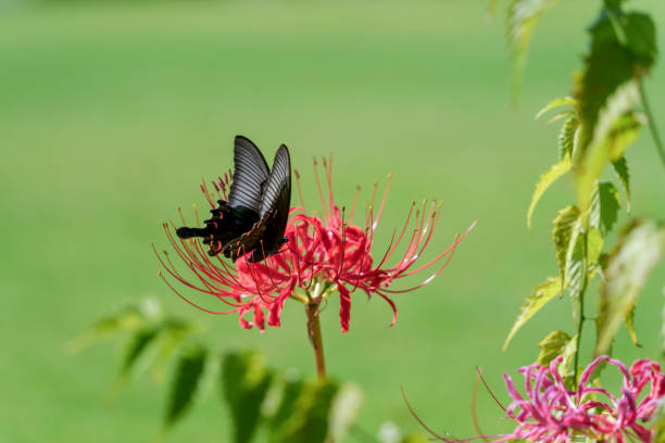 istock cluster amaryllis and black swallowtail butterfly 2171958662