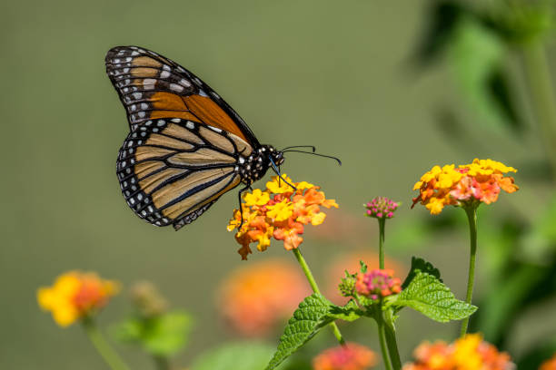 istock Monarch Butterfly Resting on a Flower 2171958679
