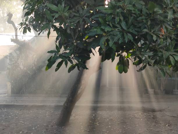Sunlight penetrates the gaps in the rain tree's leaves.