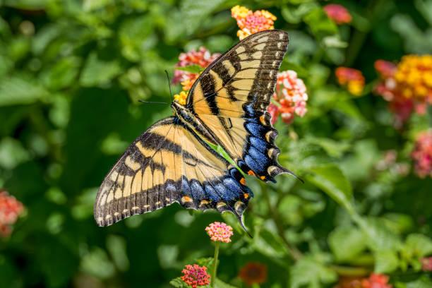 Canadian Tiger Swallowtail with Wings Spread