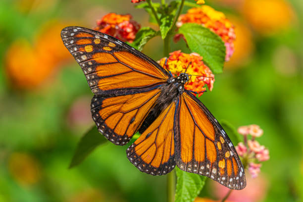 istock Monarch Butterfly with Wings Spread Wide 2171959029