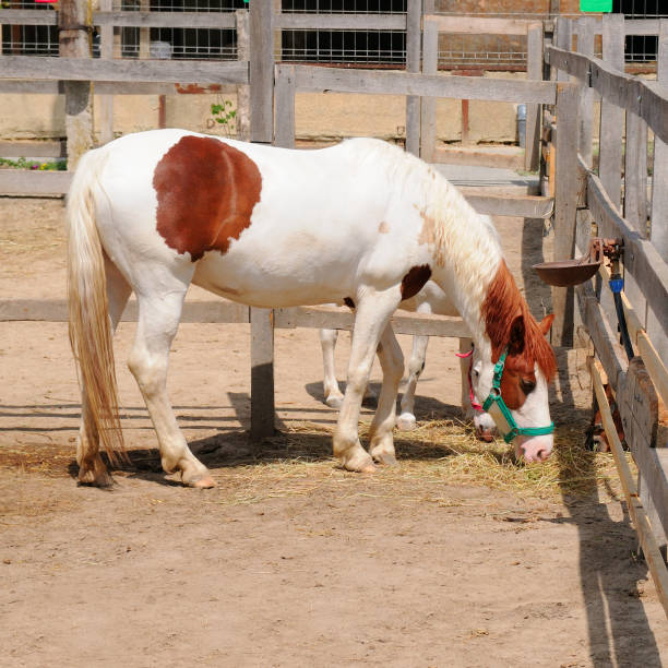 istock Horse in a paddock on a farm. 2171960425