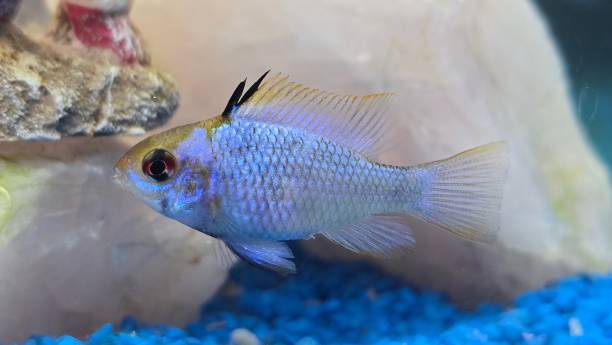 istock Butterfly cichlid 