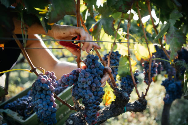 istock Harvest of Grapes with Hands 2171962808