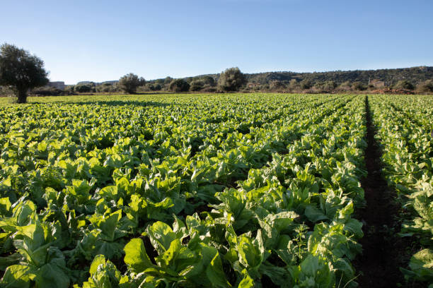 istock Lettuce Agricultural Field in Italy 2171962827
