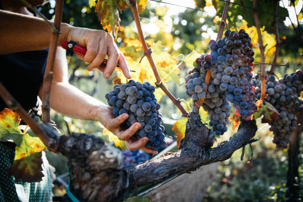 Harvest of Grapes with Hands Harvest of Grapes with Hands, Italian Vineyard on Mount Etna, Sicily Nerello Mascalese Wine def picture photos stock pictures, royalty-free photos & images