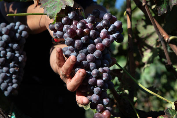istock Harvest of Grapes with Hands 2171962834