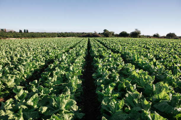 istock Lettuce Agricultural Field in Italy 2171962835
