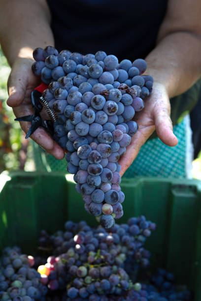 istock Harvest of Grapes with Hands 2171962871