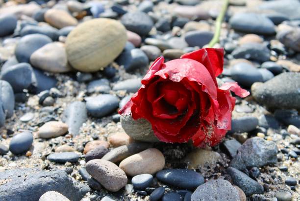 Rose put on a heart-shaped stone.