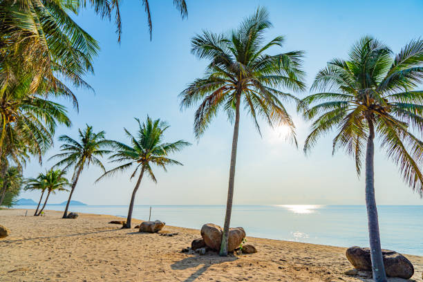 istock Coconut trees and beautiful sea beach 2171967634